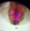 Chrysis sp.